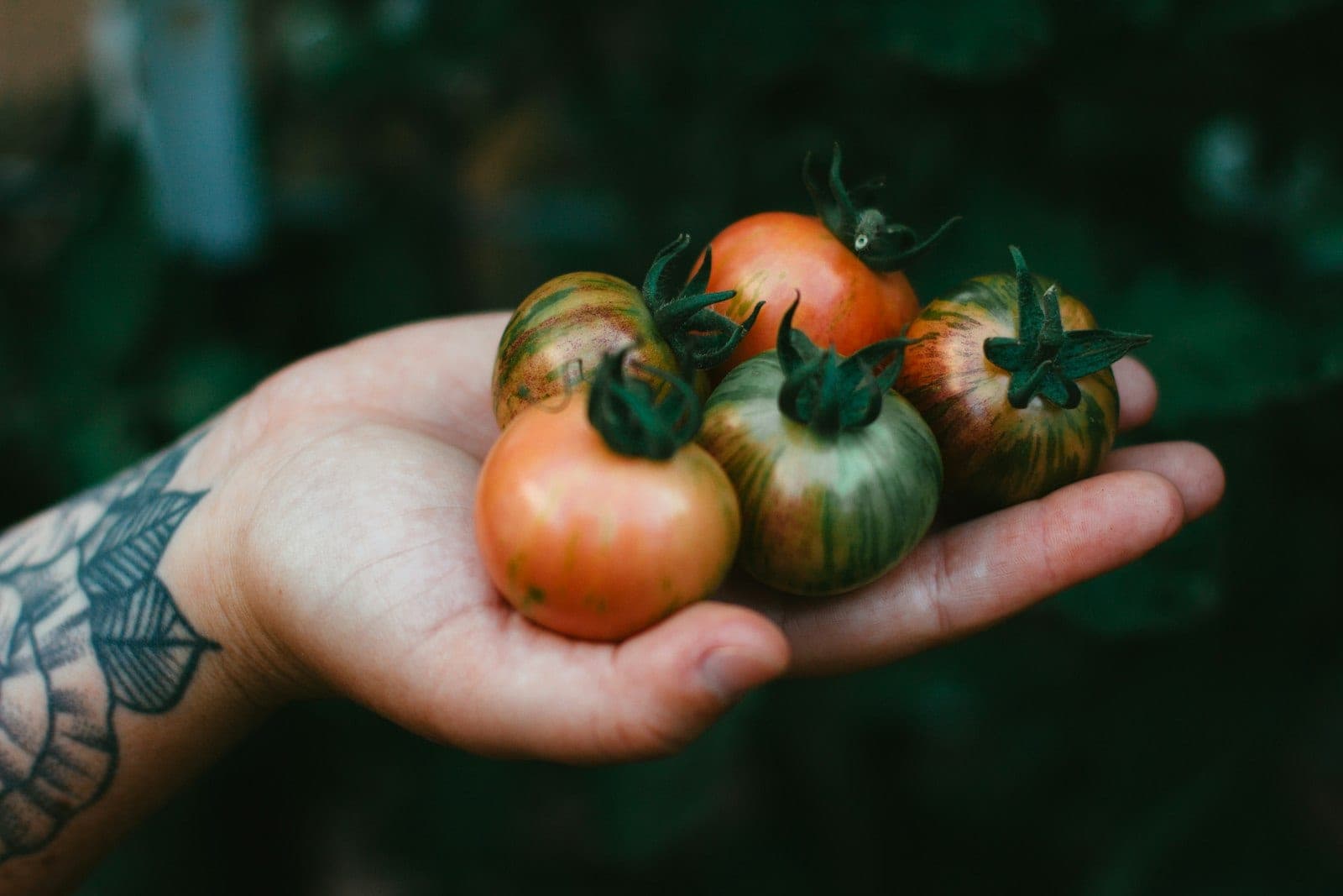 Tattooed hand holding a small pile of striped heirloom tomatoes against blurred greenery